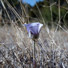 Calochortus ambiguus