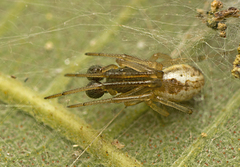 Theridion theridioides