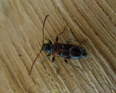 Phymatodes alni