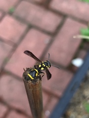 Apodynerus formosensis