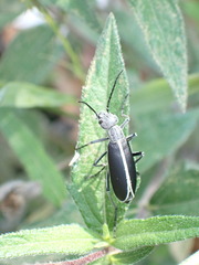Epicauta cinctipennis