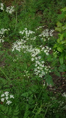 Anthriscus sylvestris