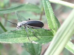 Epicauta cinctipennis