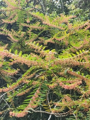 Phyllanthus salviifolius