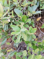 Quercus microphylla
