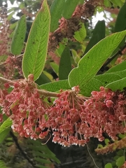 Phyllanthus salviifolius