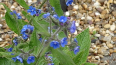 Pentaglottis sempervirens