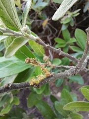 Quercus microphylla