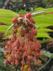 Phyllanthus salviifolius