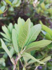 Quercus microphylla