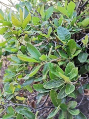 Quercus microphylla