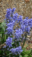 Hyacinthoides × massartiana