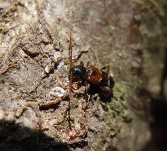 Phymatodes alni