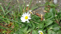 Bellis perennis