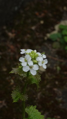 Alliaria petiolata