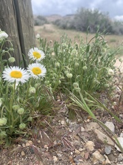 Erigeron engelmannii