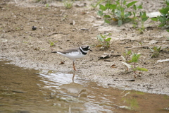 Charadrius hiaticula
