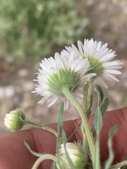 Erigeron engelmannii
