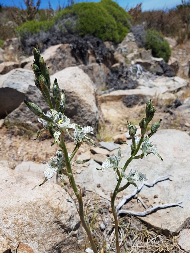 Chloraea prodigiosa