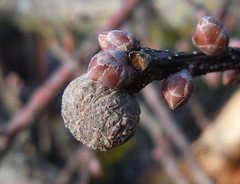 Andricus caliciformis