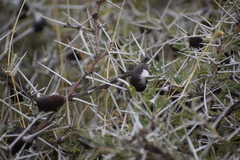 Vachellia drepanolobium