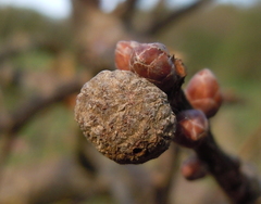 Andricus caliciformis