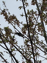 Passer domesticus