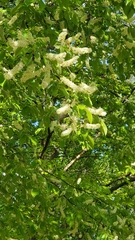 Prunus serotina