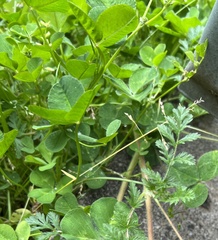 Trifolium repens