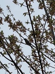 Passer domesticus