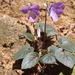 Viola ovato-oblonga - Photo (c) harum.koh, algunos derechos reservados (CC BY-SA)