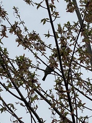 Passer domesticus