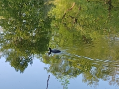 Fulica atra