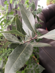 Magnoliopsida
