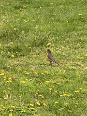 Turdus migratorius