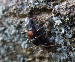Phymatodes alni