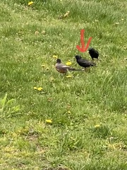 Sturnus vulgaris