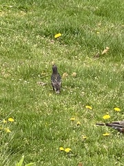 Sturnus vulgaris