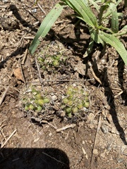 Mammillaria mazatlanensis