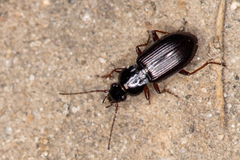 Pterostichus strenuus