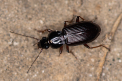Pterostichus strenuus