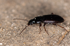 Pterostichus strenuus