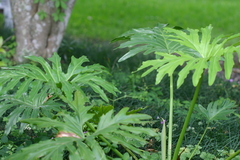 Thaumatophyllum xanadu