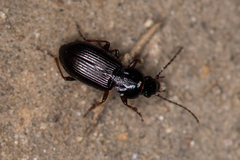 Pterostichus strenuus