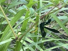 Gnamptopelta