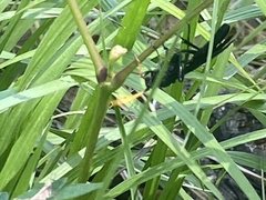 Gnamptopelta