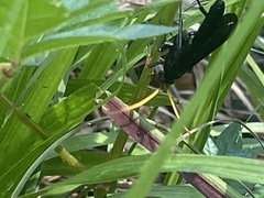 Gnamptopelta