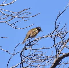 Pipilo maculatus macronyx