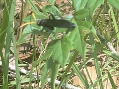 Gnamptopelta