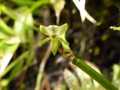 Scaphyglottis leucantha